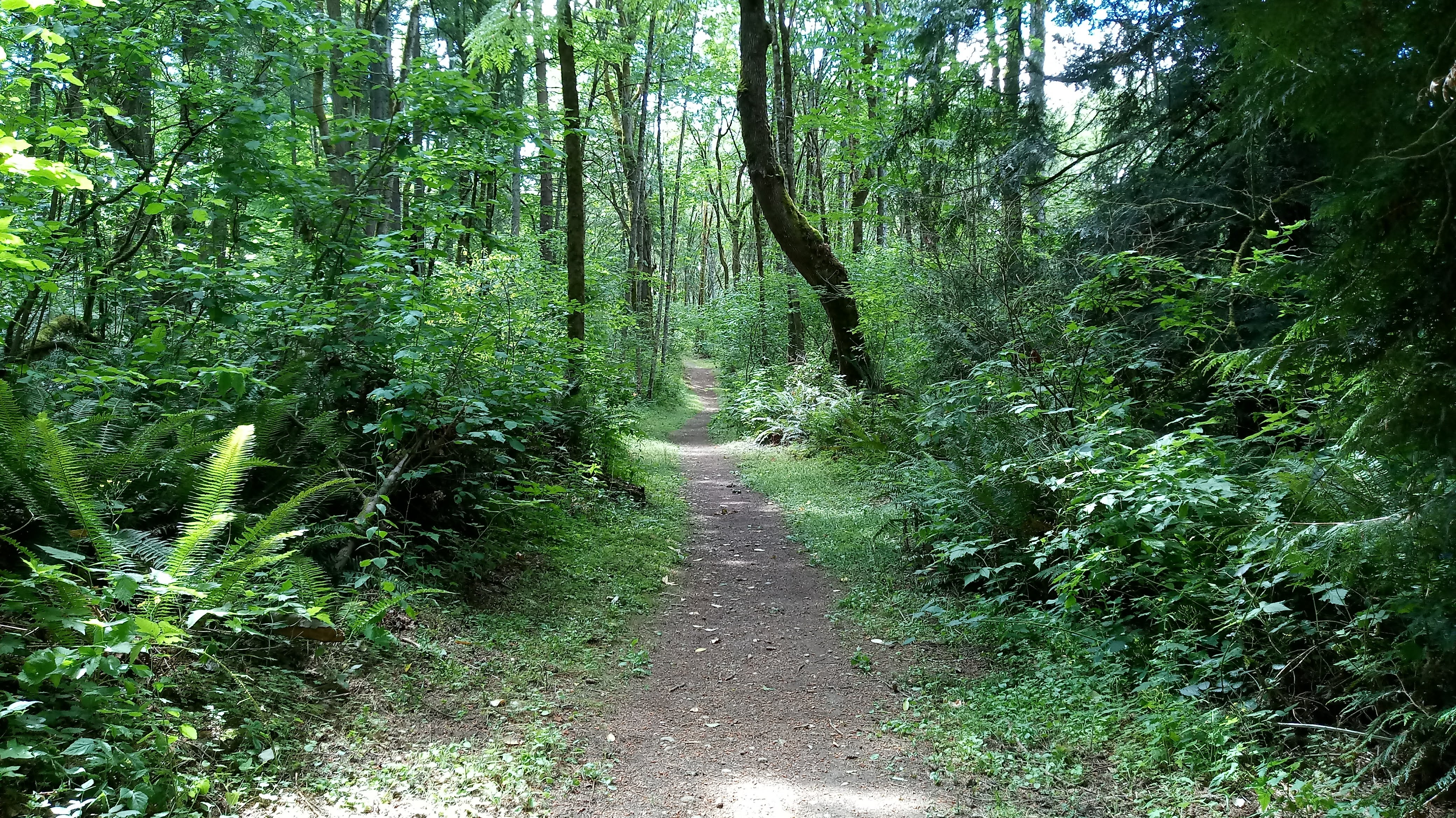 ../images/trails/highlands_north//Trail in the woods between 140th Ave SE and SE 87th Pl.jpg